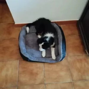 Asiakkaalta B*****l saatu pestävä koiranpeti pehmeällä patjalla.