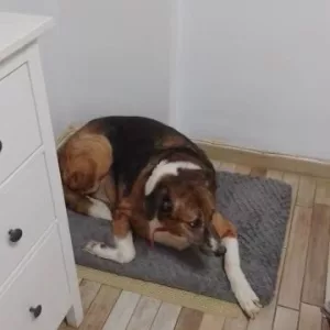 Asiakkaalta K****l saatu lyhytkarvainen pehmoinen koiranpeti, jossa irrotettava päällinen.